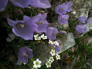 56 Campanula dell'arciduca (Campanula Raineri)